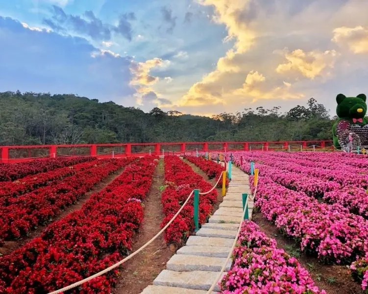 Feel the peace when watching the beautiful flowers in the spring.