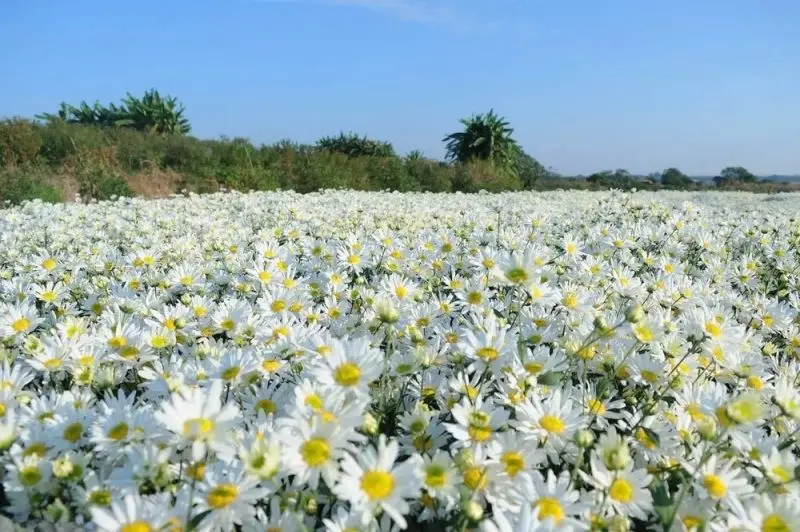 A light breeze in the beautiful flower scenery makes all anxiety disappear.