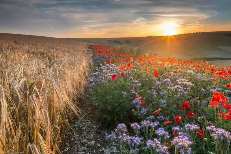 Beautiful flower scenery is always an endless source of inspiration for photographers.