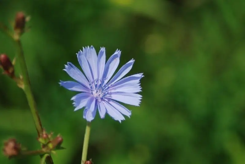 The beauty of the beautiful flower scenery captivates the heart of nature.