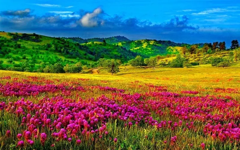 The scenery of beautiful flowers and flowers, a great relaxing place among the green nature.