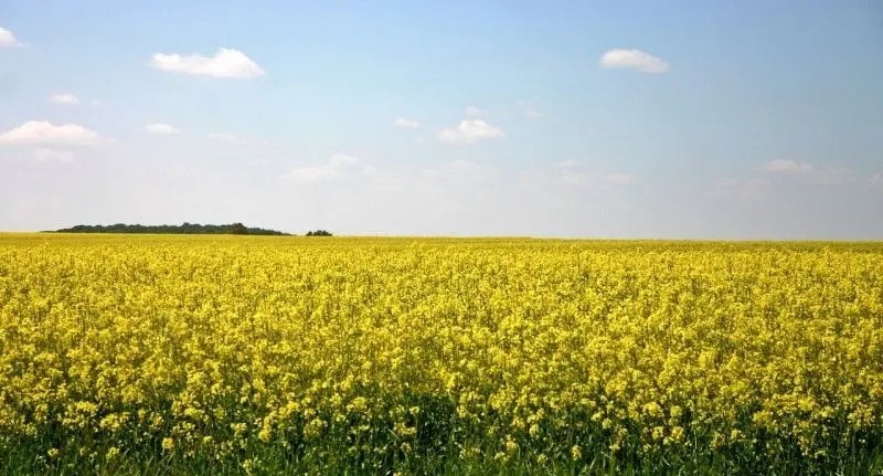 Spring comes to beautiful flowers, a scene not to be missed.