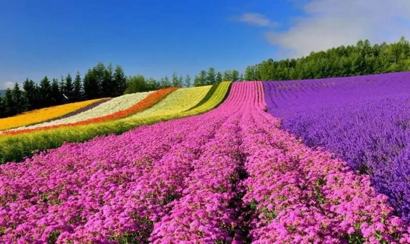 The scenery of beautiful flowers and flowers, a vivid picture full of natural colors.