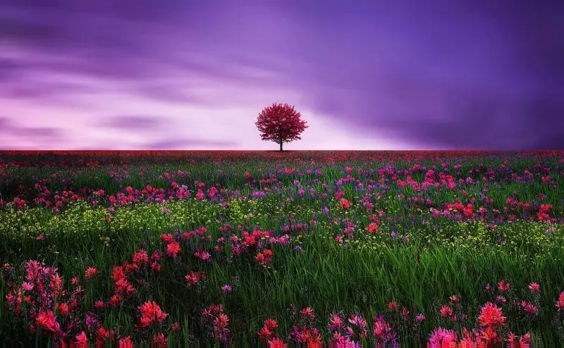 The scenery of the flowers and flowers is as beautiful as a picture of nature.