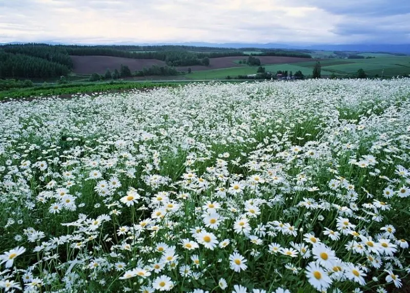 The scenery of beautiful flowers and flowers, ideal scenery for eco -tours.