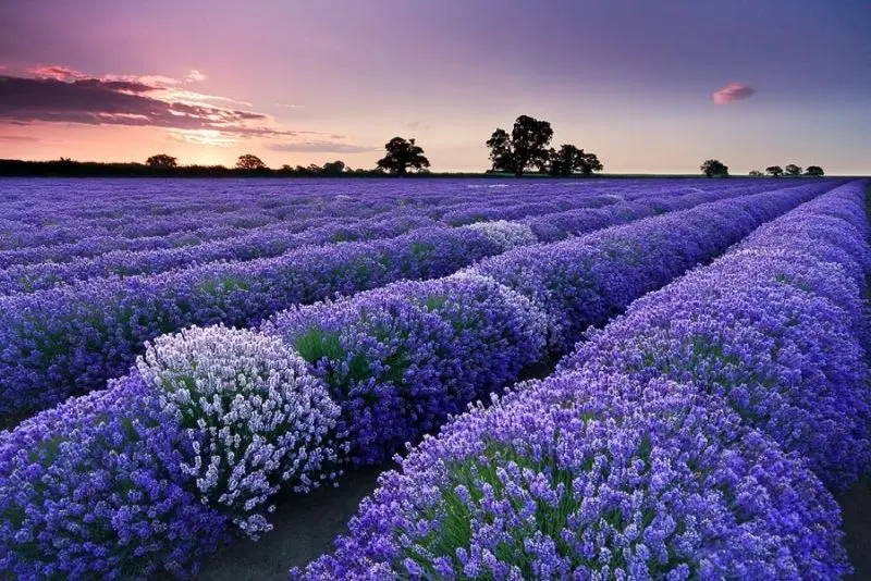 Immersed in the scenery of beautiful flowers and grass, in the nature.