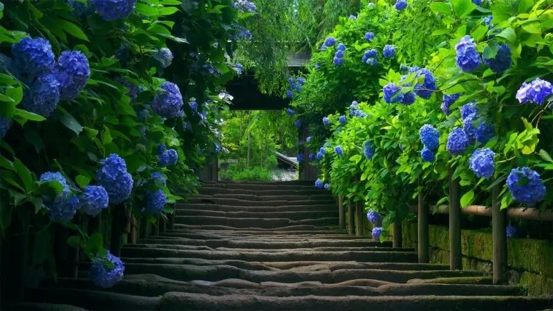 The beauty of the flower scenery makes all senses awaken.