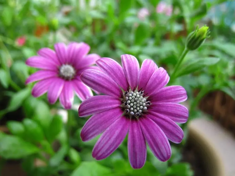 Chrysanthemum lung linh