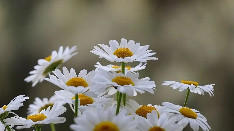 Cánh hoa chrysanthemum mong manh