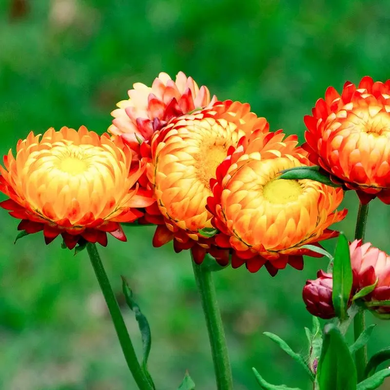 Chrysanthemums mang theo bộ sưu tập