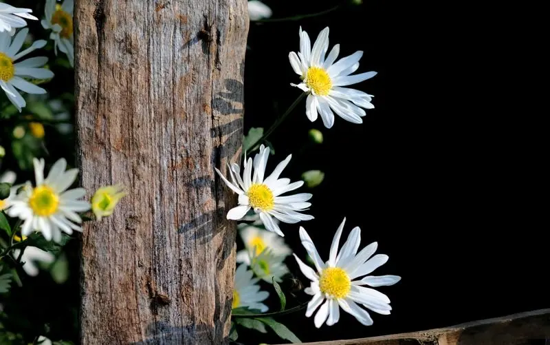 Chrysanthemum trắng cho thấy sự ngây thơ và tinh khiết