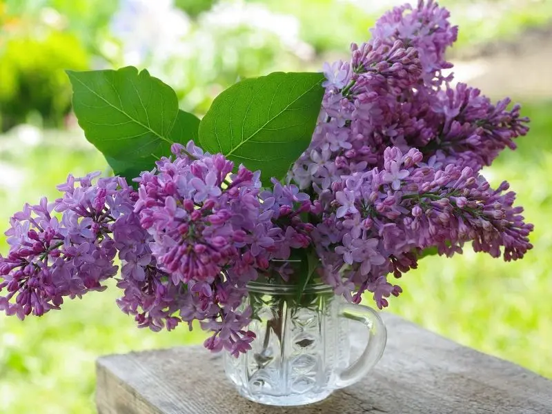 Hoa Lilac màu tím đầy những giấc mơ