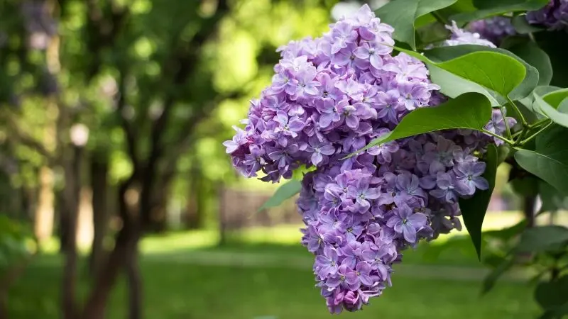 Hoa Lilac màu tím là một điểm nổi bật đẹp