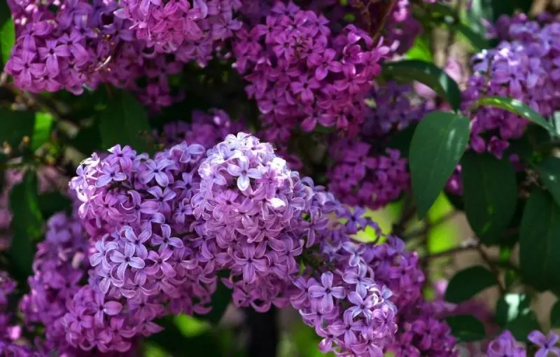 Ảnh của HOA TU Dinh Huong Blooms, làm sáng không gian