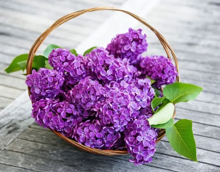 Phong cảnh tươi sáng với hình ảnh hoa Lilac nguyên sơ xinh đẹp