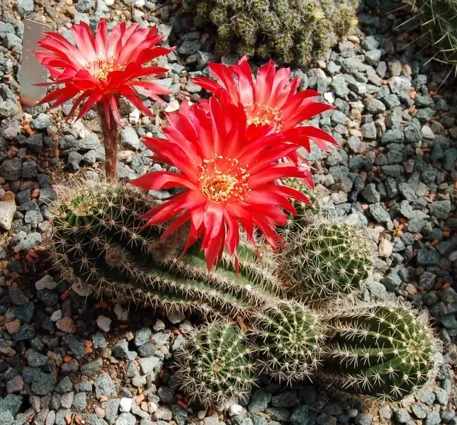 Hoa Cactus Red nổi bật