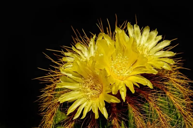 Ảnh hoa Cactus nổi bật trong không gian xanh