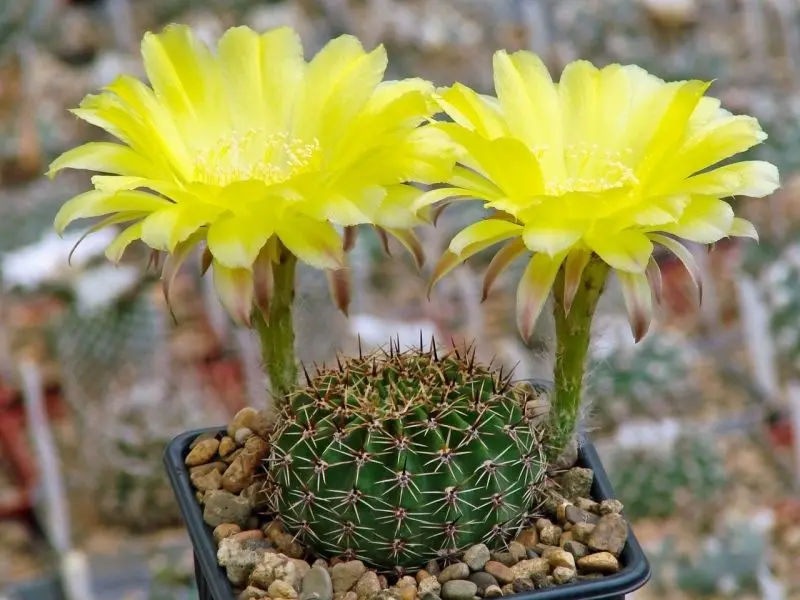 Vẻ đẹp mạnh mẽ trong mỗi bức tranh của Cactus