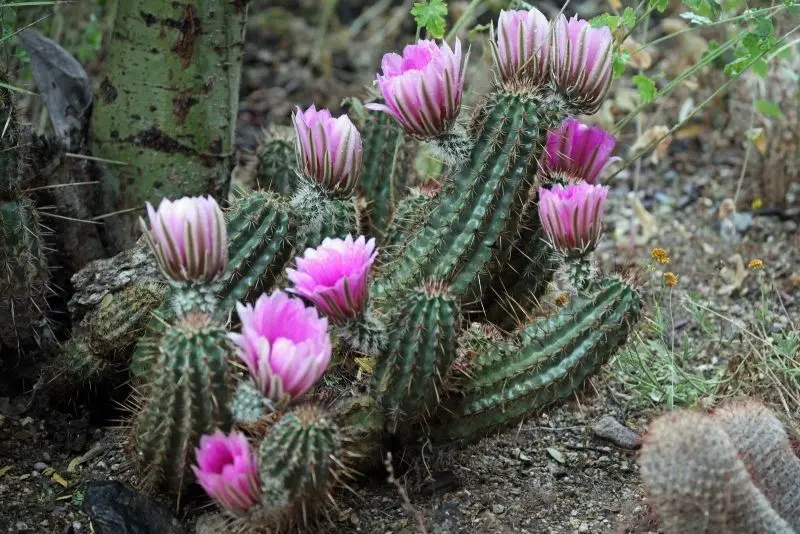 Hoa Cactus Pink là một điểm nổi bật nổi bật