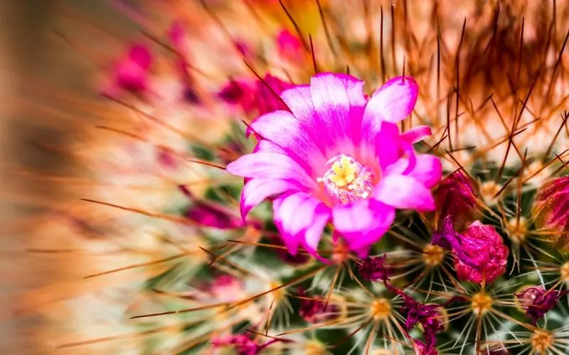 Hoa Cactus màu hồng mang đến sự thư giãn