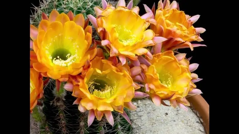 Hoa Cactus rực rỡ nở rộ ở giữa mặt trời