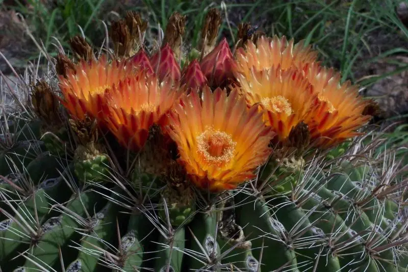 Hoa Cactus nở trên sa mạc