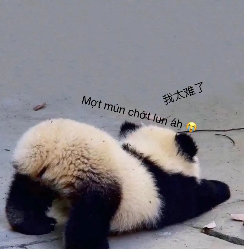 Meme mệt mỏi lan tỏa tiếng cười