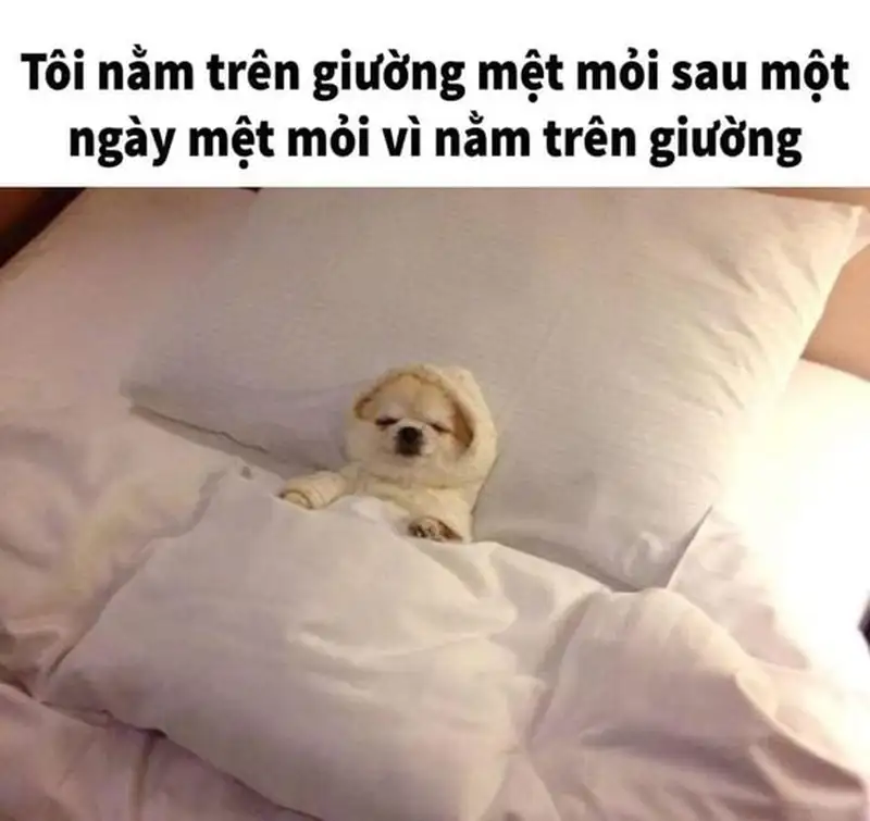 Meme biểu cảm mệt mỏi khó cưỡng lại