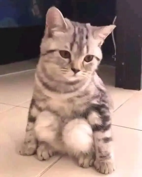 Meme Cat Squating với những suy nghĩ hài hước