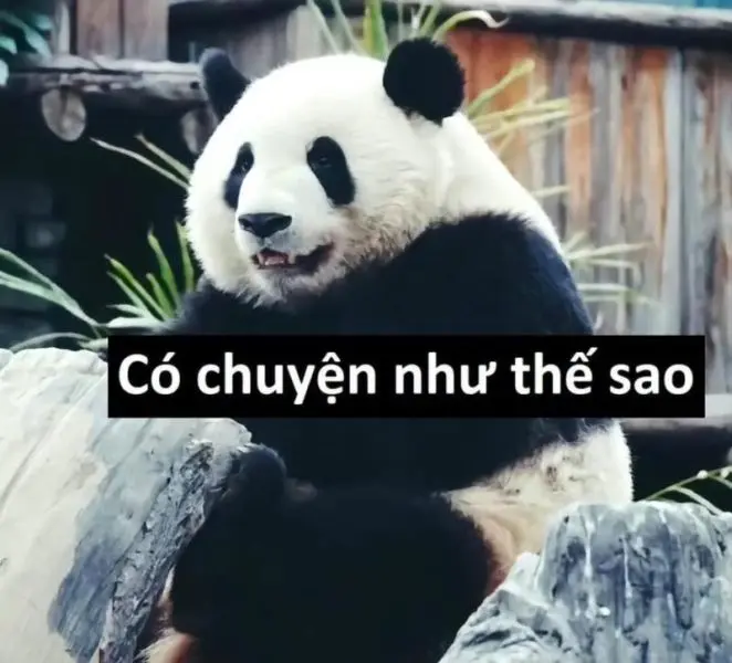 Meme Trung Quốc được nhiều người yêu thích