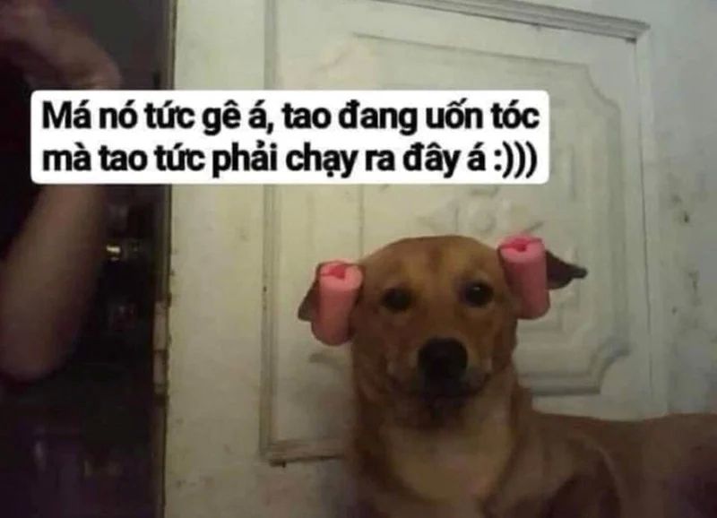 Meme vui nhộn độc đáo không ai mong đợi