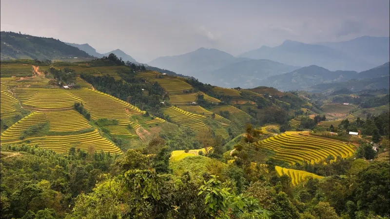 Hình nền của vùng nông thôn Việt Nam, gợi nhớ đến những ngày yên bình.