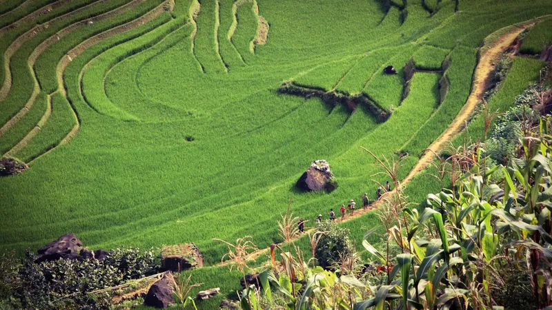 Có một phong cách hoài cổ với hình nền nông thôn Việt Nam.