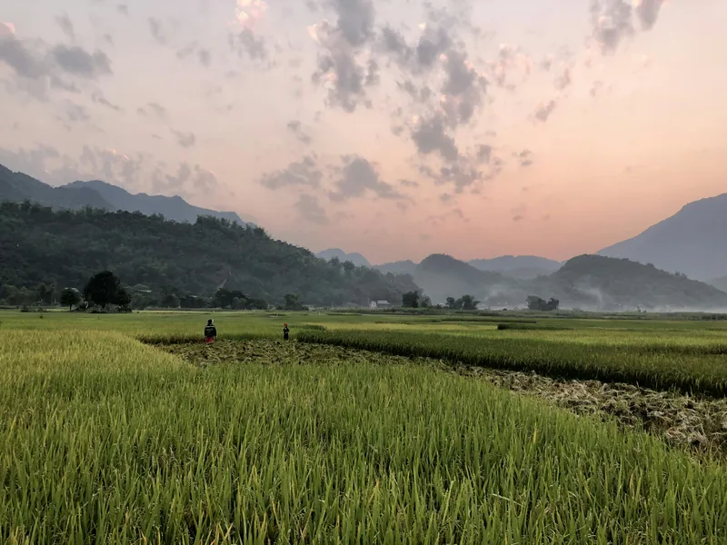 Tưởng nhớ gió trong gió bên trong với hình nền nông thôn Việt Nam.