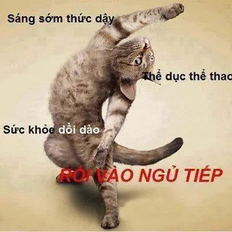 Meme cat hanh vui và thú vị