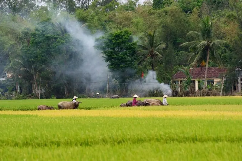 Phong cảnh của làng Việt Nam, không gian xanh và yên tĩnh.