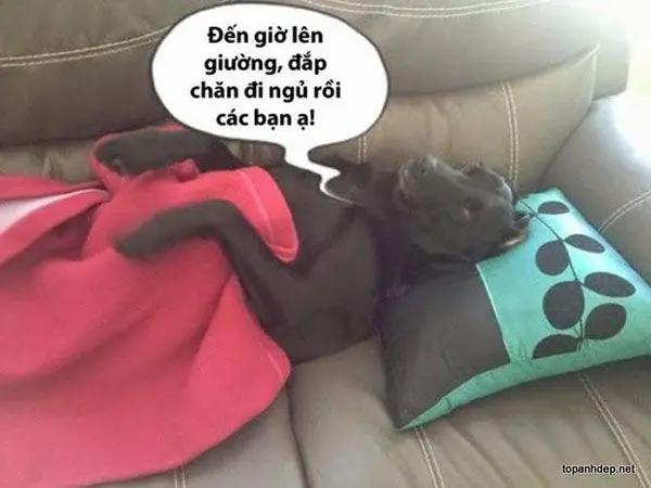 Chúc ngủ ngon Meme tạo ra một bầu không khí dễ chịu trước khi ngủ