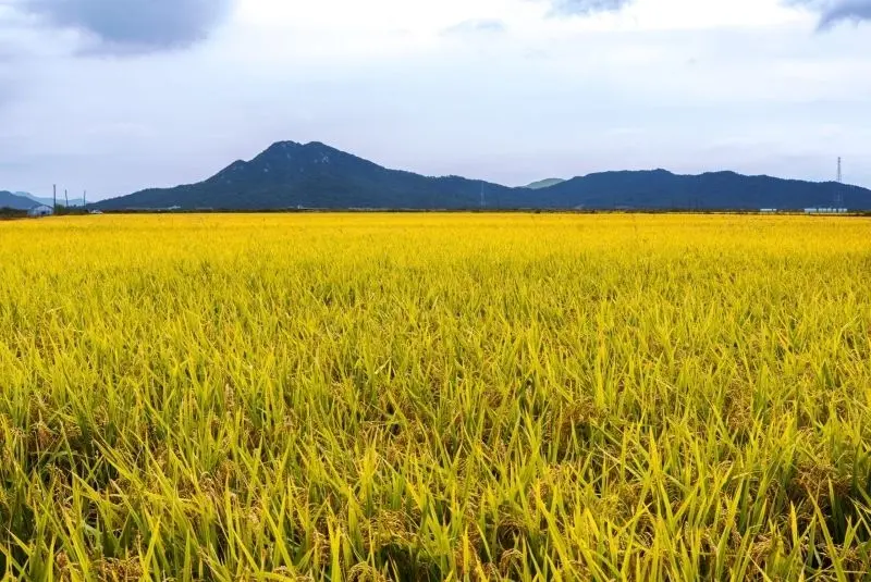 Làn gió nhẹ thổi qua những cánh đồng gạo gạo vàng, mang theo hương.