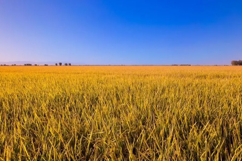 Gạo chín màu vàng với màu vàng ấm, đầy hy vọng.