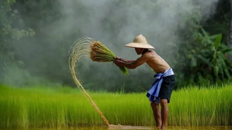 Ảnh về quê hương với một ngôi nhà nhỏ ở giữa cánh đồng lúa chín