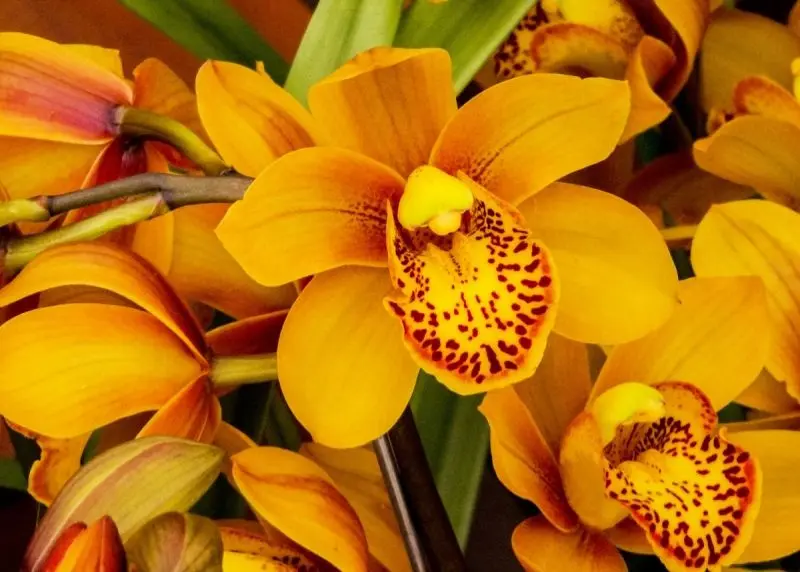 Orange Orchids nở hoa rực rỡ dưới ánh mặt trời