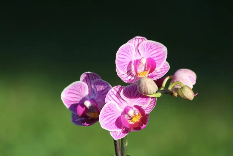 Hoa lan màu tím nở hoa nhẹ nhàng