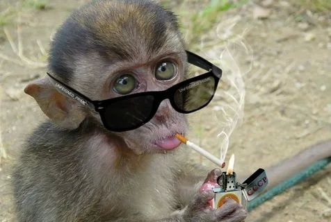 Monkey Meme với khuôn mặt độc đáo