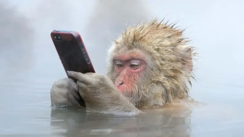 Monkey Meme nhấp vào điện thoại hài hước và thú vị