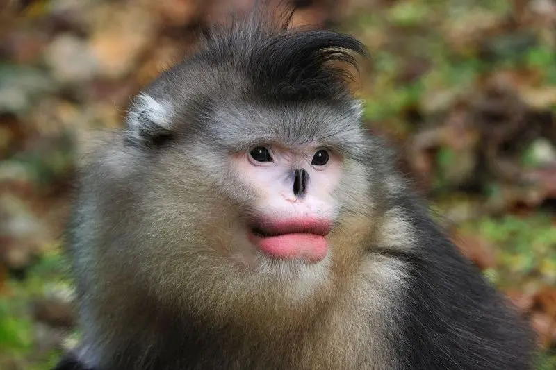 Monkey Meme mang lại tiếng cười vui nhộn