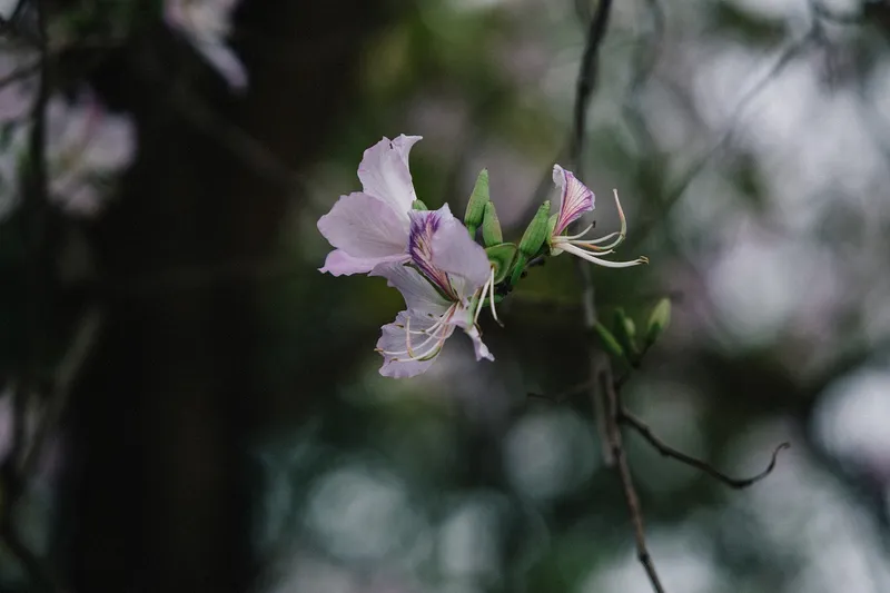 HOA Ban tô điểm cho thiên nhiên