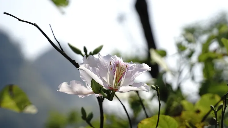 Những bông hoa nguyên sơ