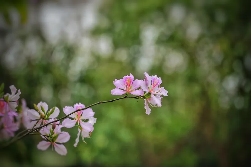 Cấm cánh cánh rạng rỡ