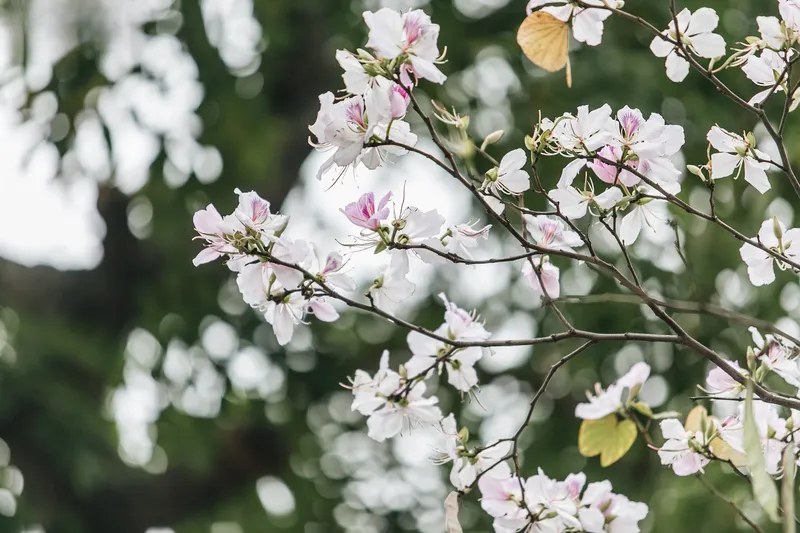 Những cánh hoa rung lên trong gió