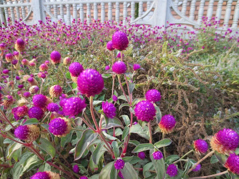 Chrysanthemum bach nhat tạo ra các điểm nhấn